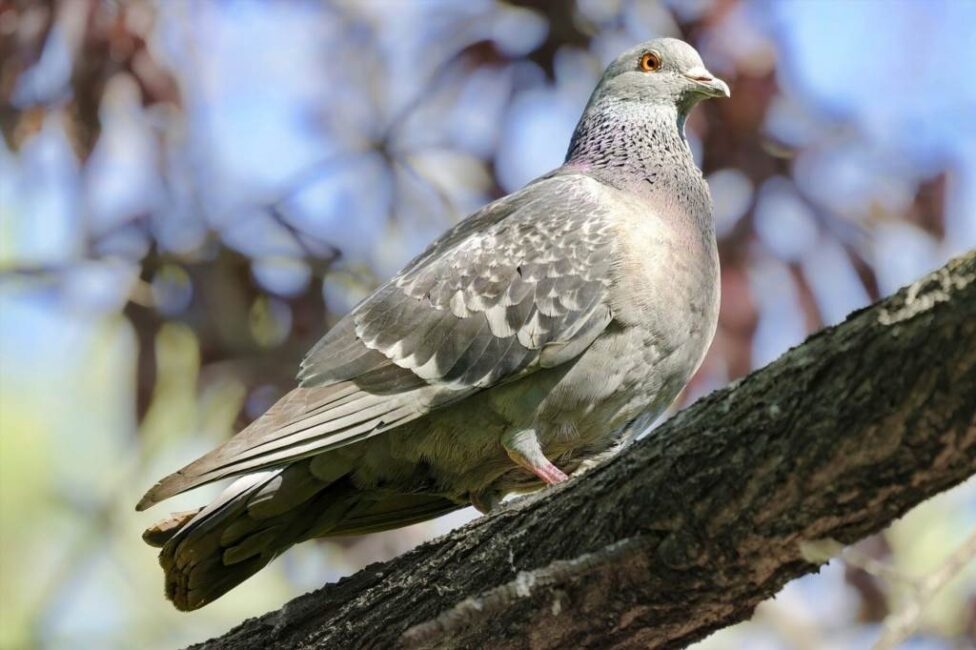 Zastosowanie pozytywnych bodźców przy oswojeniu