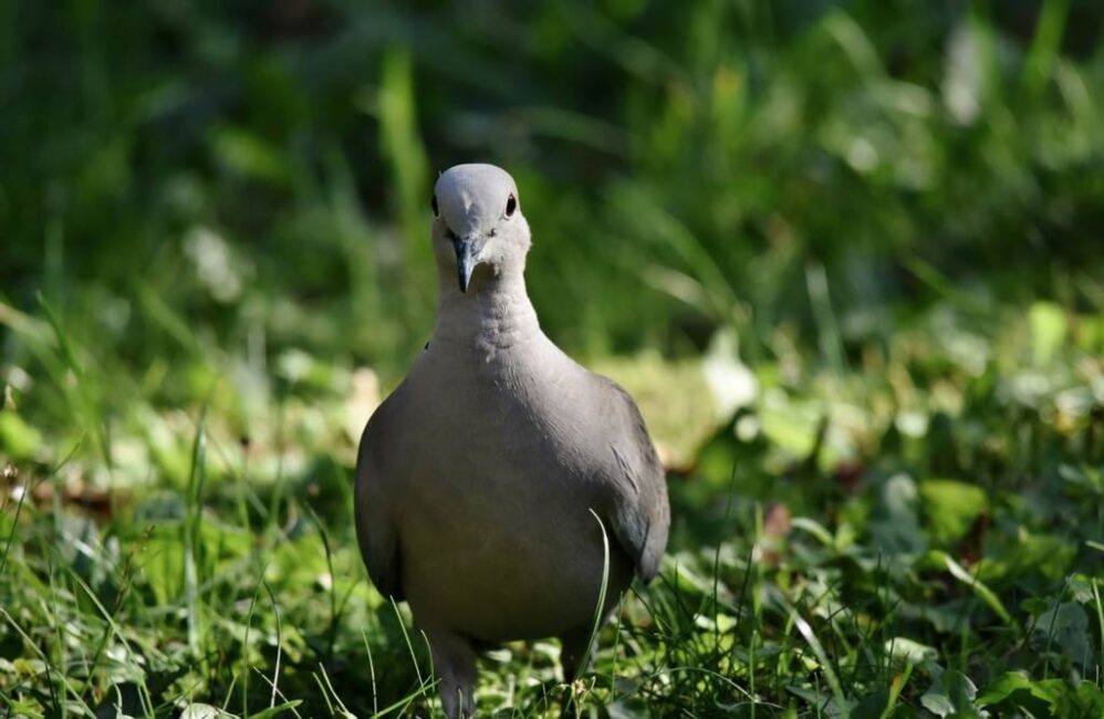 Znalezienie motywacji dla gołębia do współpracy